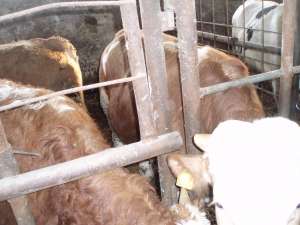 Vand tauri pentru abatorizare intre 400-600 Kg
