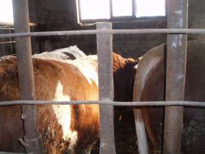 Vand tauri pentru abatorizare intre 400-600 Kg