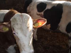 Vand tauri pentru abatorizare intre 400-600 Kg