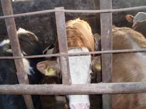 Vand tauri pentru abatorizare intre 400-600 Kg