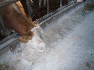 Vand tauri pentru abatorizare intre 400-600 Kg