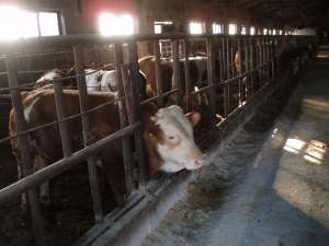 Vand tauri pentru abatorizare intre 400-600 Kg