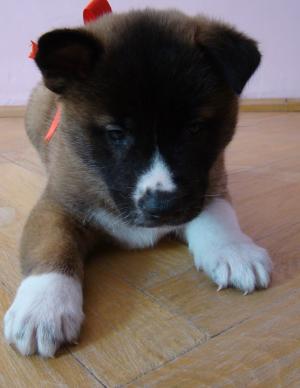 Vand puiuti deosebiti Akita American