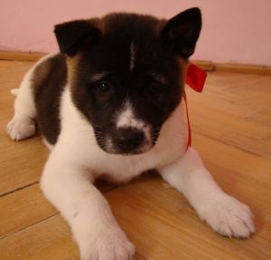 Vand puiuti deosebiti Akita American