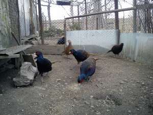 Vand fazani comuni,  tenebrosi