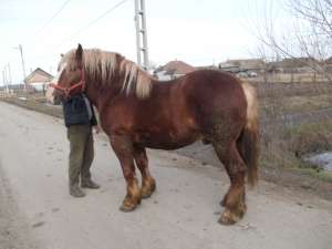 Armasar de vazare Arad