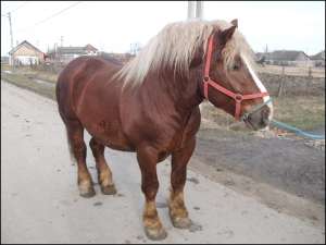 Armasar de vazare Arad