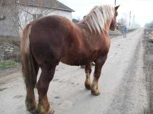 Armasar de vazare Arad