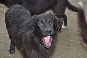 OFER SPRE ADOPTIE DOUA CATELUSE