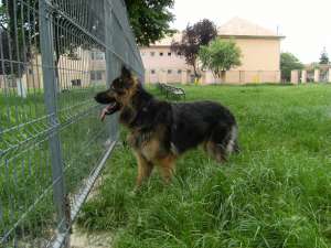 Ofer mascul ciobanesc german pentru monta