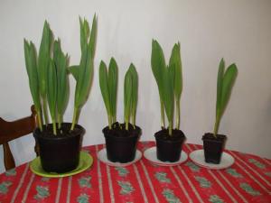 Vand lalele la ghiveci + ambalaje pentru perioada 1-8 martie 2011