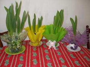 Vand lalele la ghiveci + ambalaje pentru perioada 1-8 martie 2011