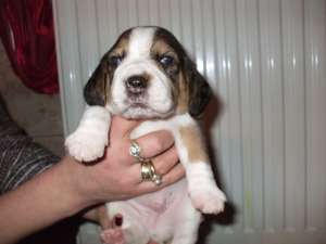 catei beagle