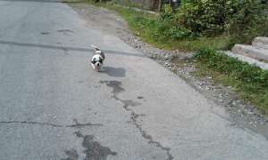 Vand catei saint bernard de talie mare .foarte frumosi