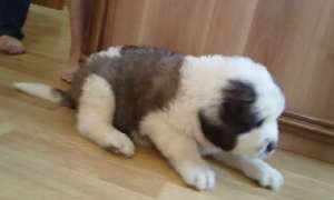 Vand catei saint bernard de talie mare .foarte frumosi