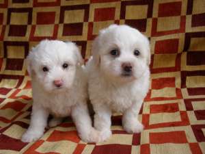 Bichon