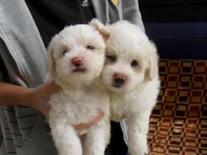 Bichon