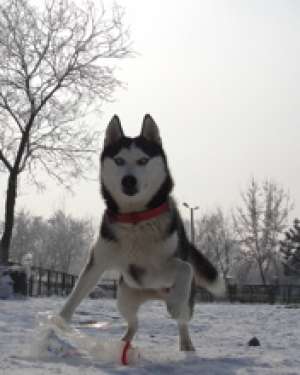 monta husky siberian