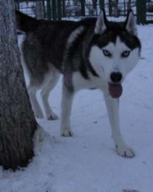 monta husky siberian