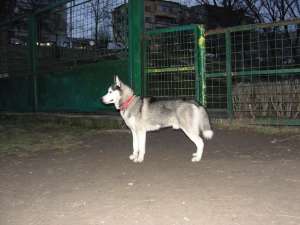 monta husky siberian