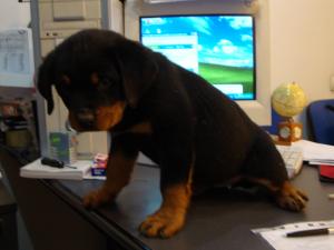 Vand catei rottweiler cu pedigree