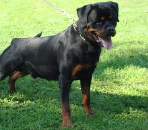 Vand catei rottweiler cu pedigree
