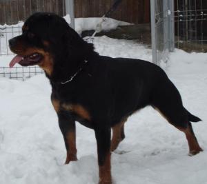 Vand catei rottweiler cu pedigree