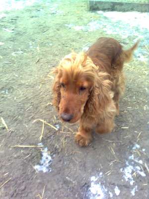 cane de vanzare zalau salaj