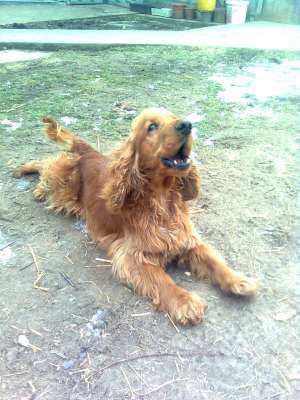 cane de vanzare zalau salaj