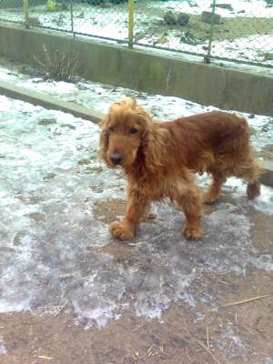 cane de vanzare zalau salaj