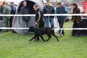 OFER PENTRU MONTA CANE CORSO CAMPION