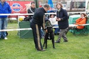OFER PENTRU MONTA CANE CORSO CAMPION