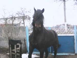 CAL NEGRU FRUMOS