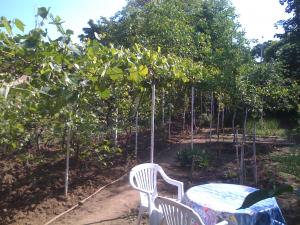 COLENTINA-ANDRONACHE,   CASA CU TEREN 600 MP,   SINGUR IN CURTE,  CONSTRUCTIE SOLIDA CARAMIDA,   3 C