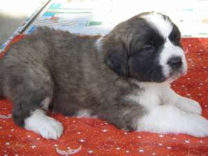 Vand pui saint bernard