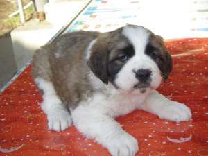 Vand pui saint bernard