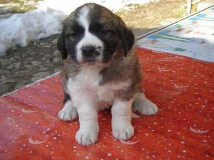 Vand pui saint bernard