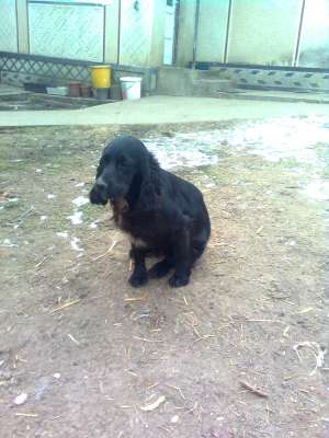 vant cane cocker spanier