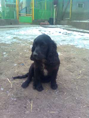 vant cane cocker spanier