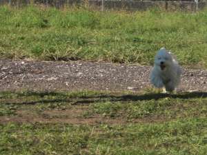 bichon maltese caut iubita pt imperechere