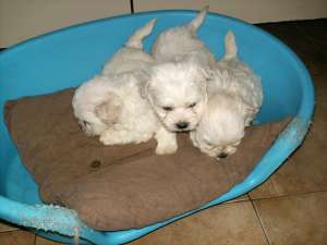 vand bichon maltez
