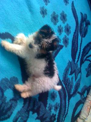 vand catei fox terrier