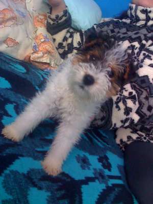 vand catei fox terrier