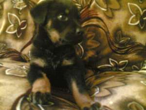 vand catelusa rottweiler