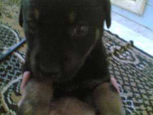 vand catelusa rottweiler