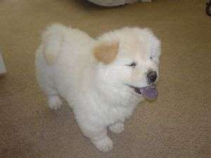 pui Chow Chow