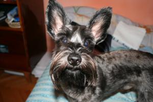 ofer mascul schnauzer pitic negru-argintiu pentru monta