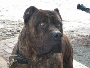 Presa Canario catei!