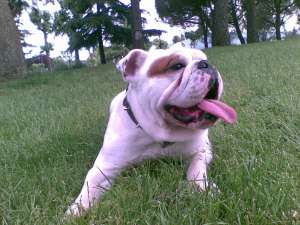 se ofera mascul de Bulldog Englez pentru imperechere