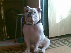 se ofera mascul de Bulldog Englez pentru imperechere